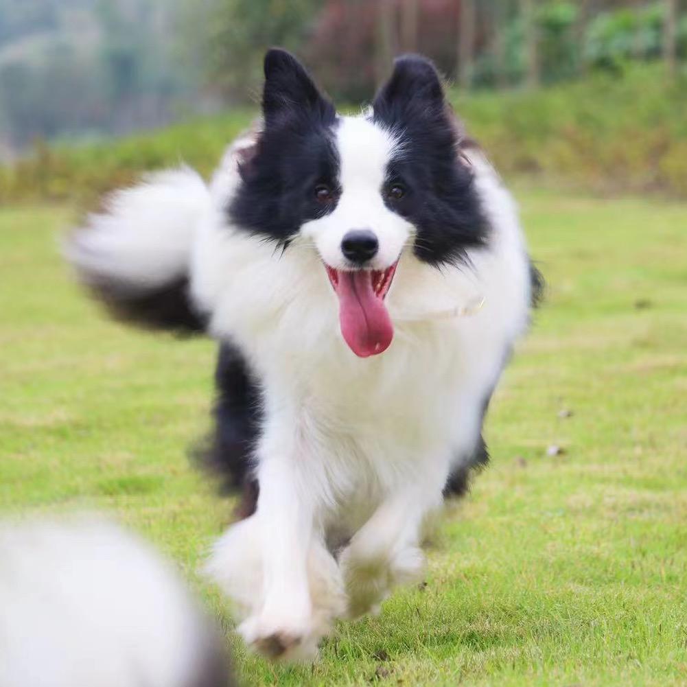 天鑫边牧【洋姐】