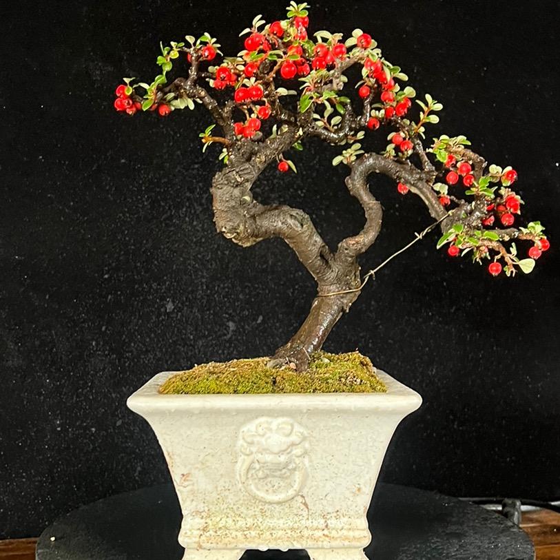 云南盆景 （奇景园艺）