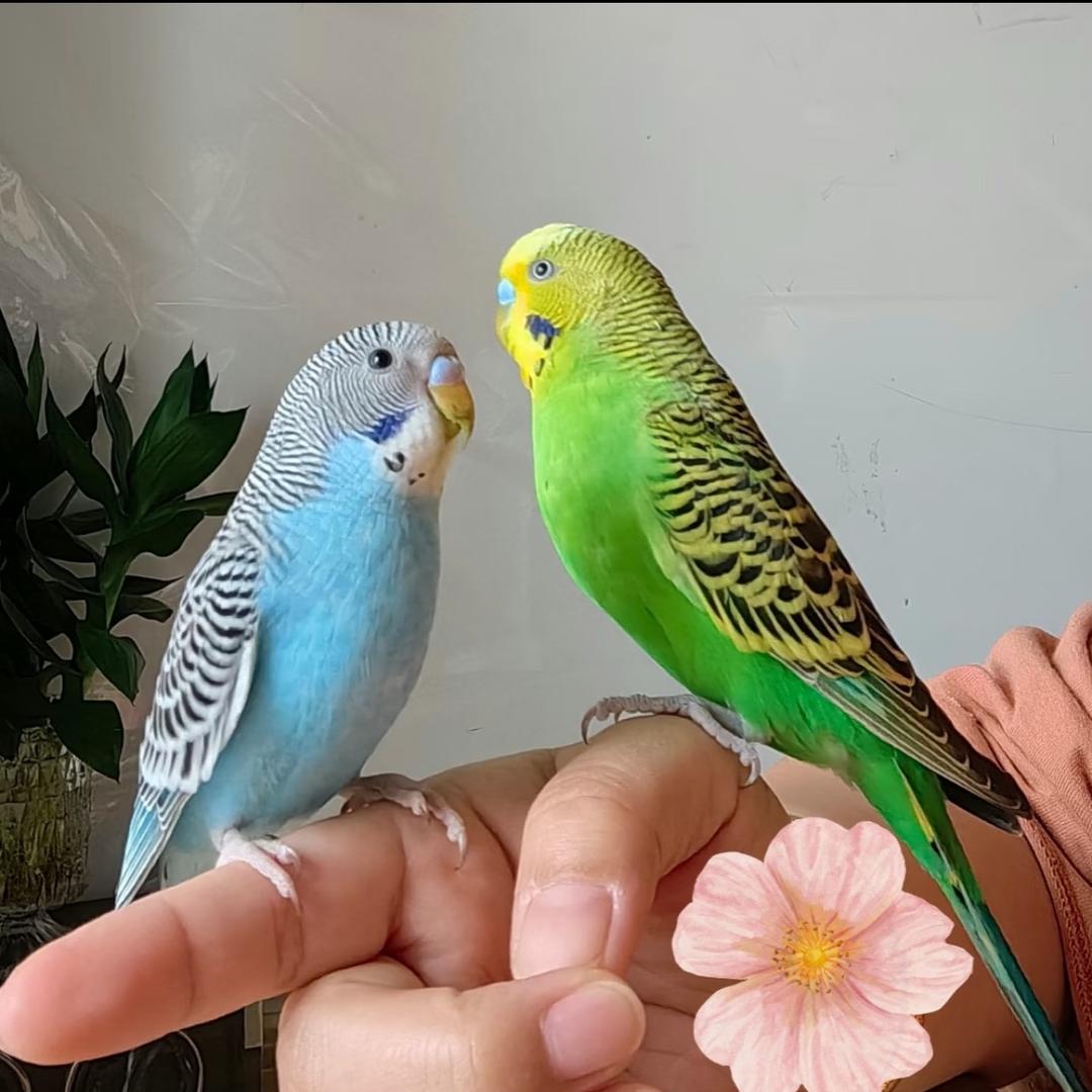 大飞手养鹦鹉