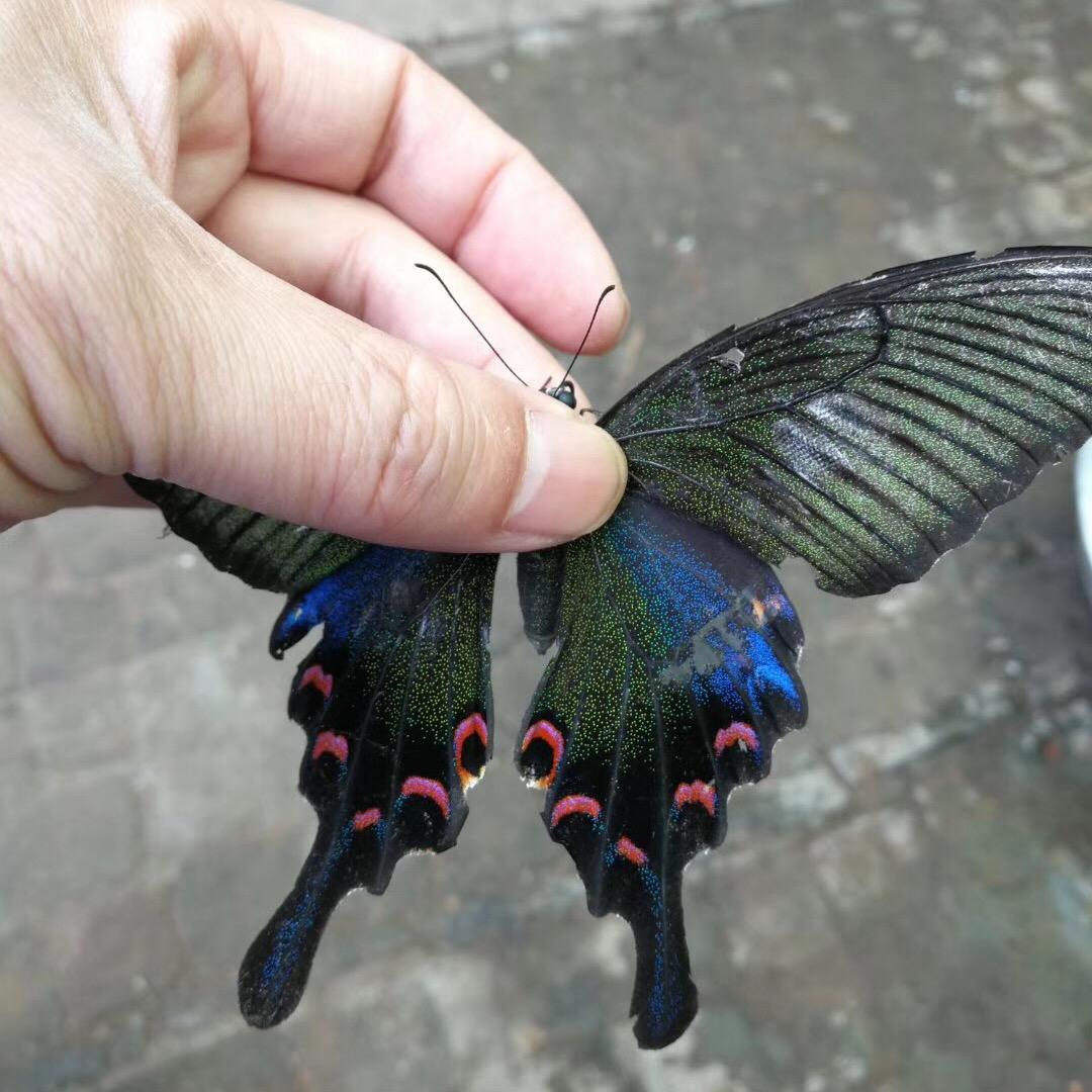 布偶