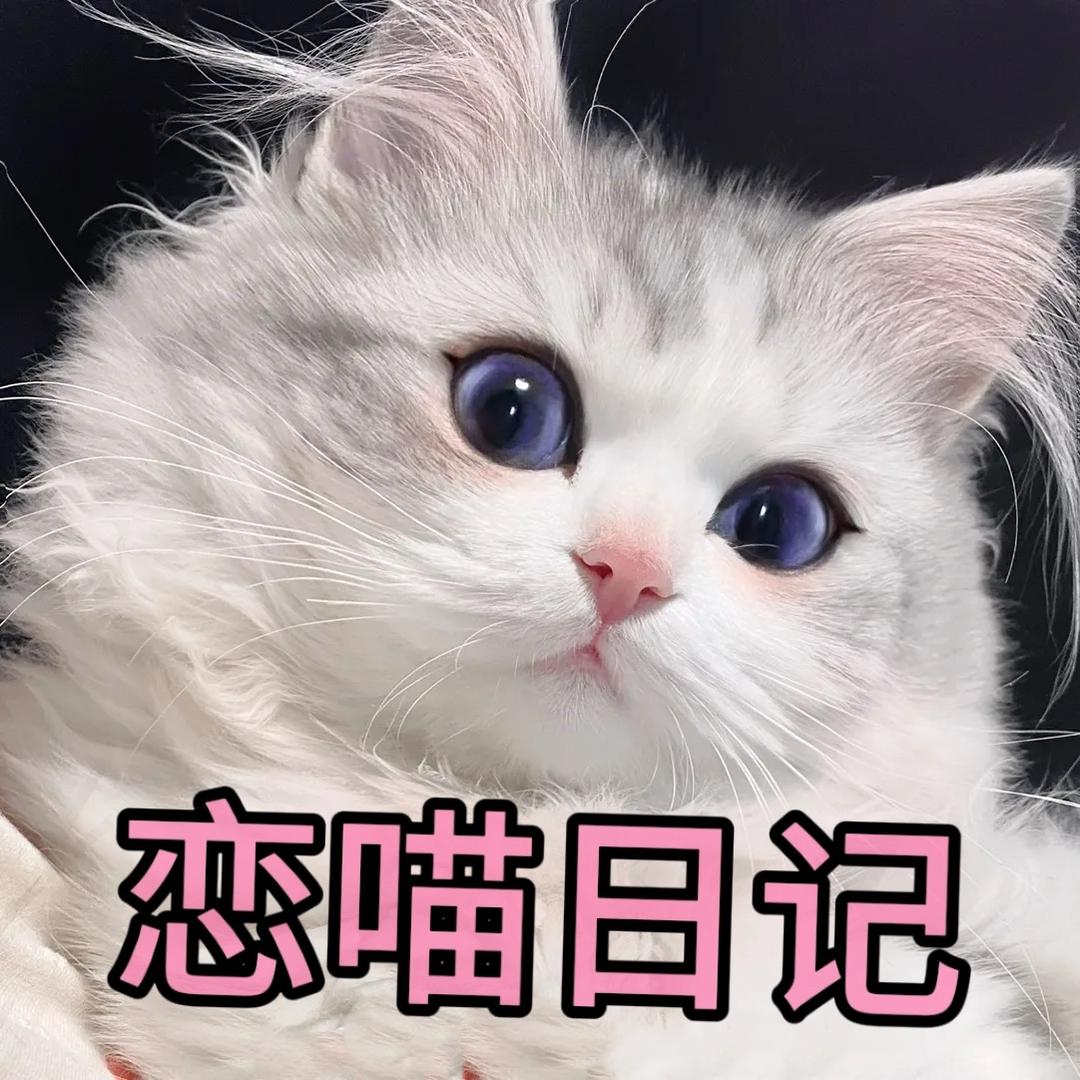 恋喵日记