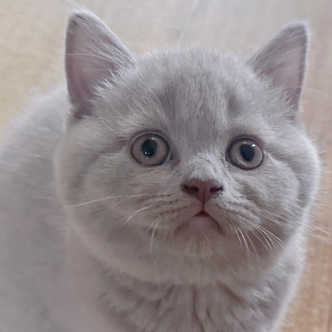 骆驼