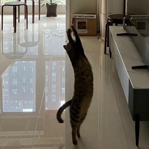是漂亮狐狸花猫