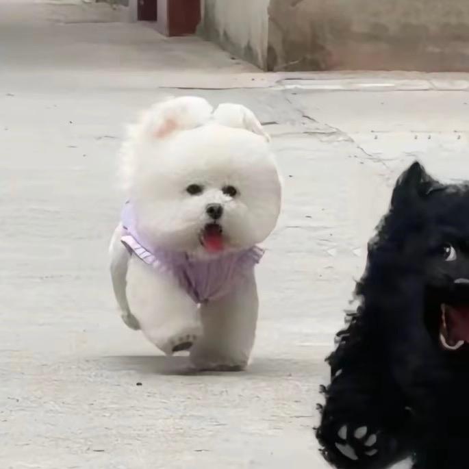 糕冷小懒