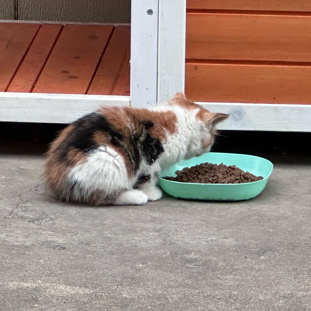 陈贯东(恩师潘🐻版）