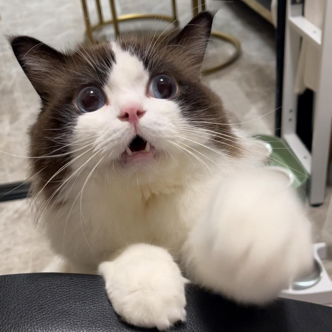 布偶🐱满月