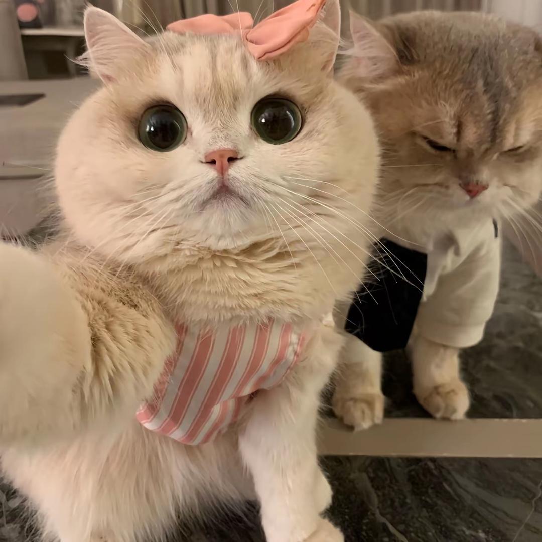 新新猫崽