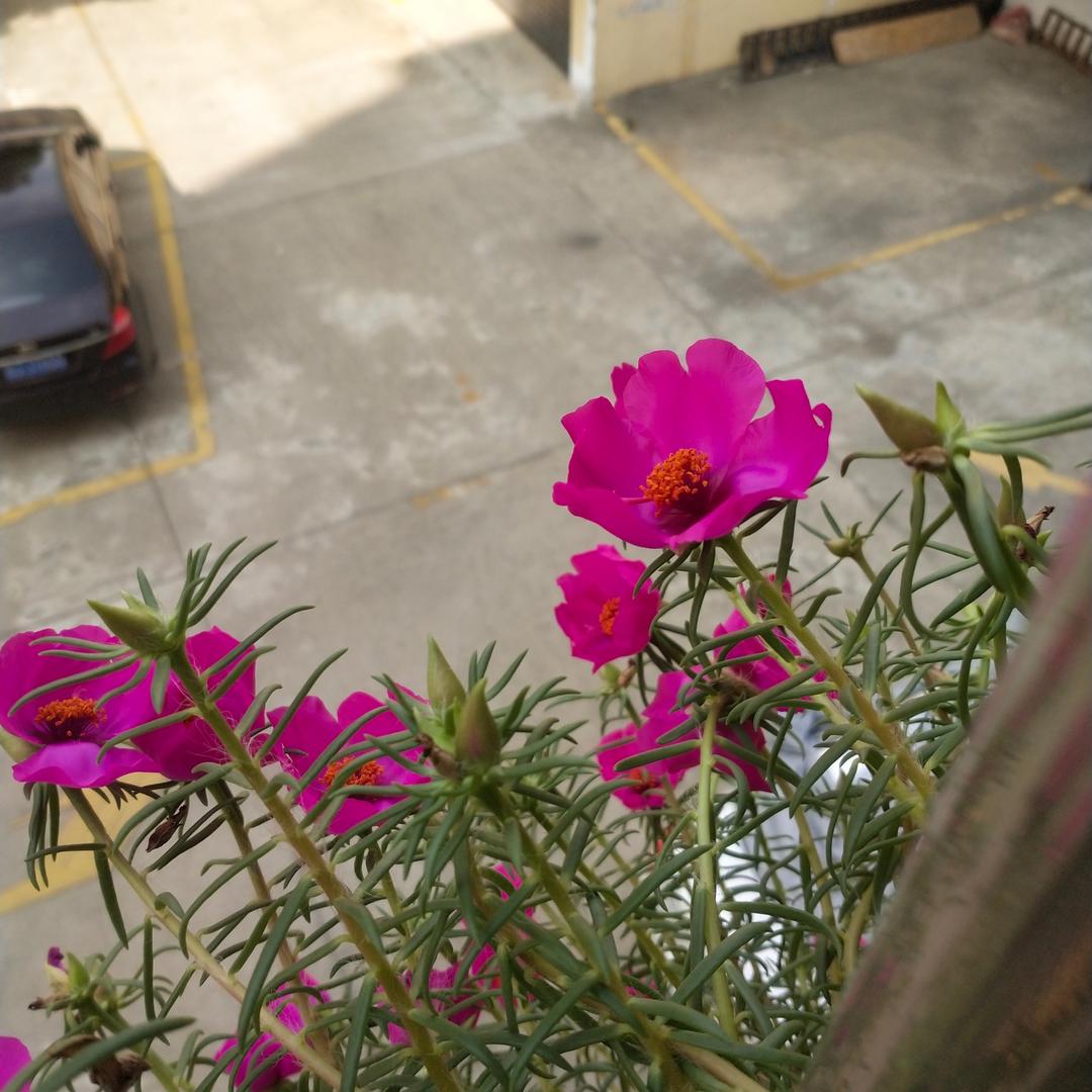 一生平安🌹
