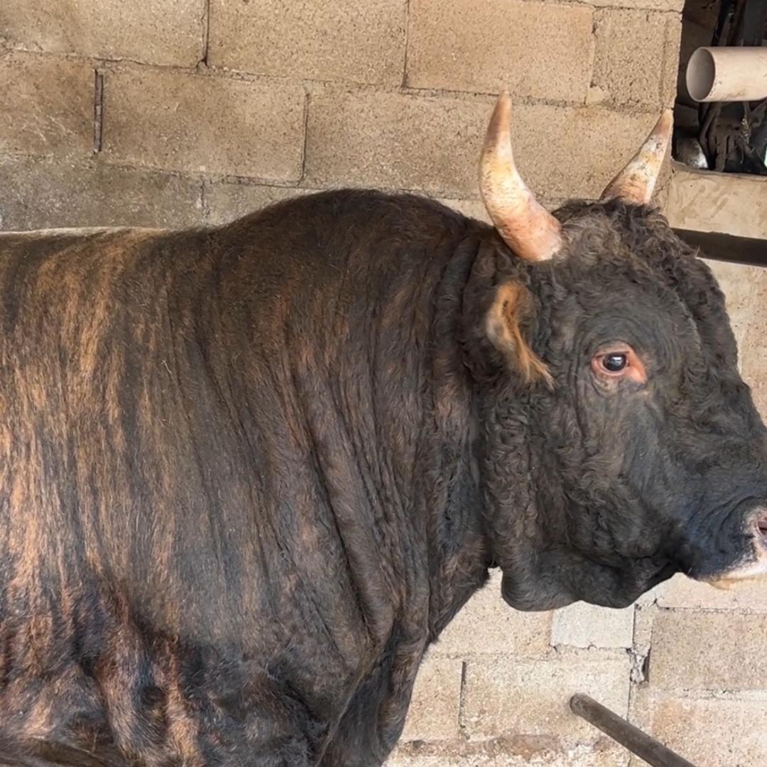 以牛为主、广交天下好友🐮