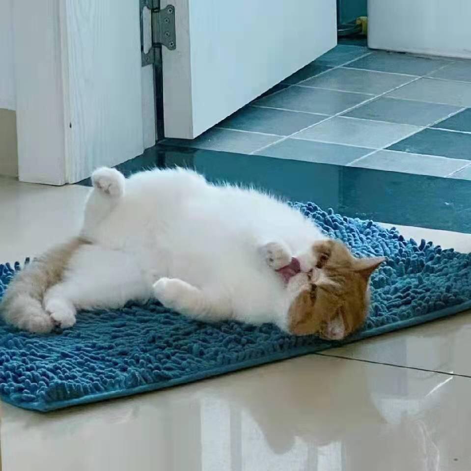 願逨是你啊🍚