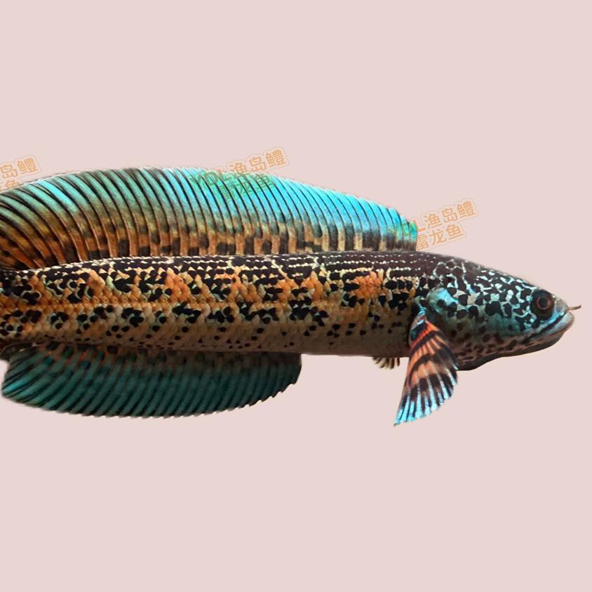YDL渔岛鳢雷龙鱼