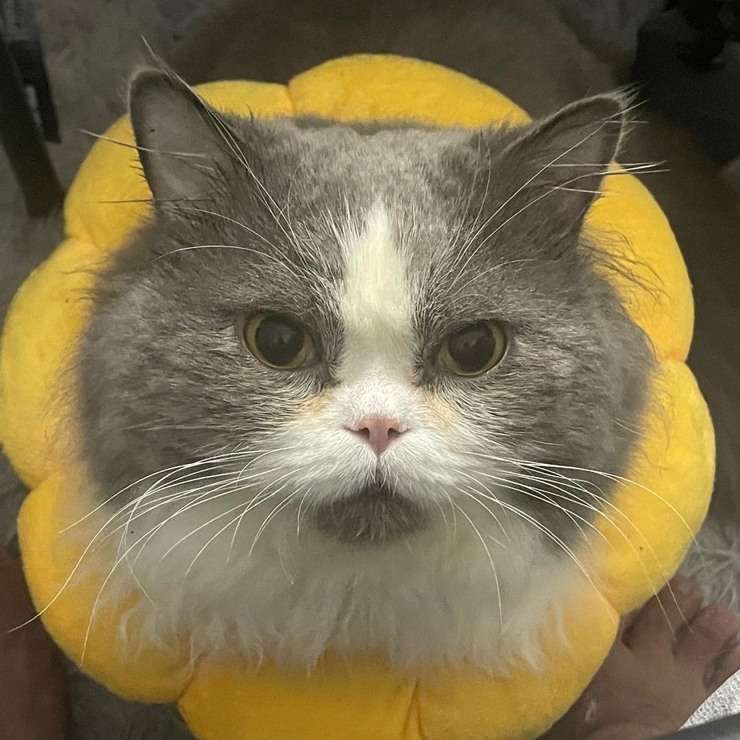 JJ不是傻猫