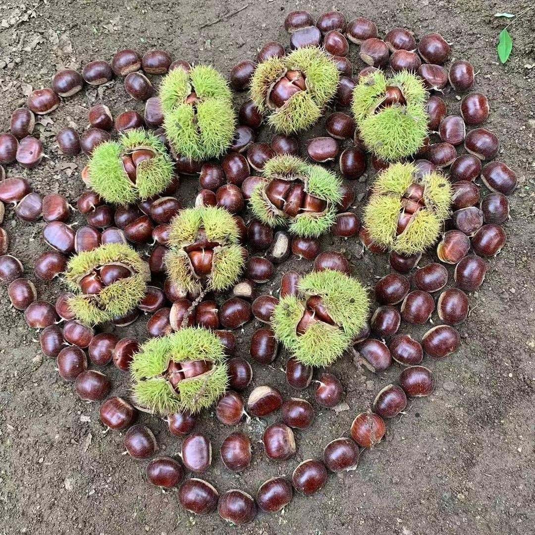 板栗🌰达人。