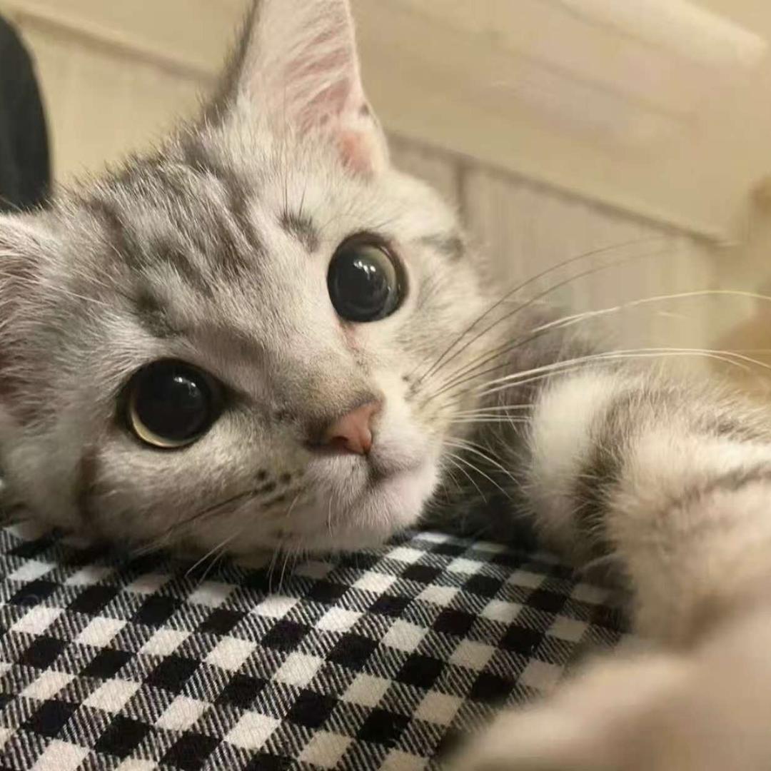 小小呆