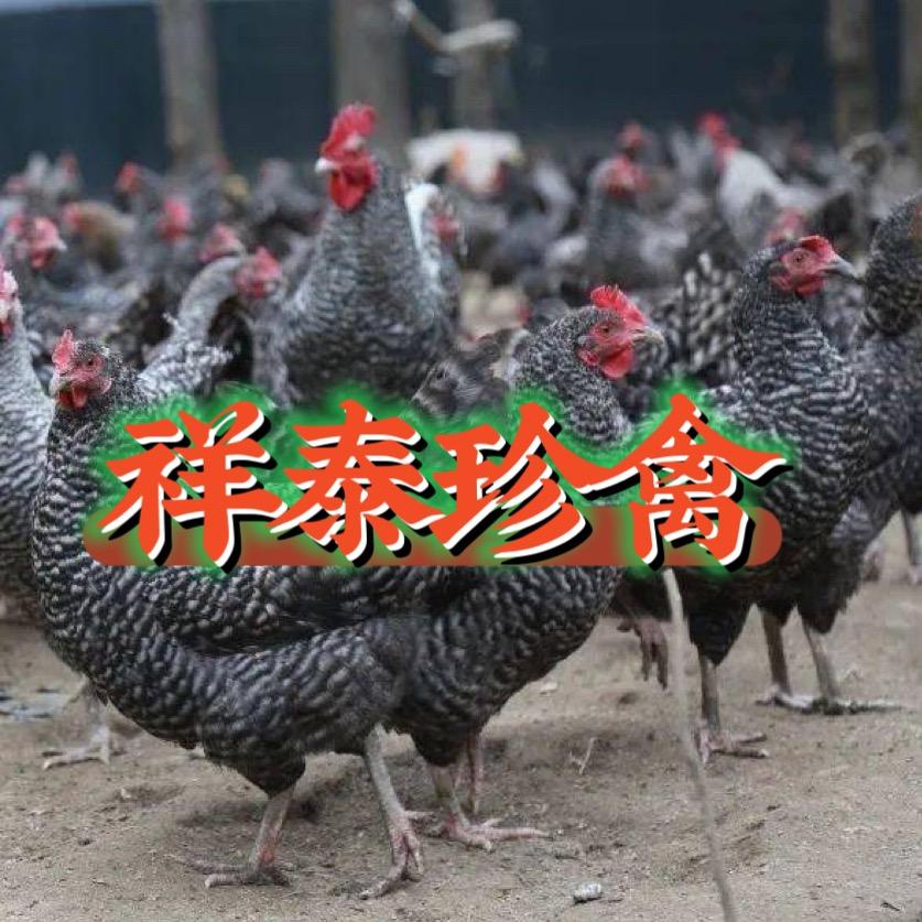 珩烁养殖