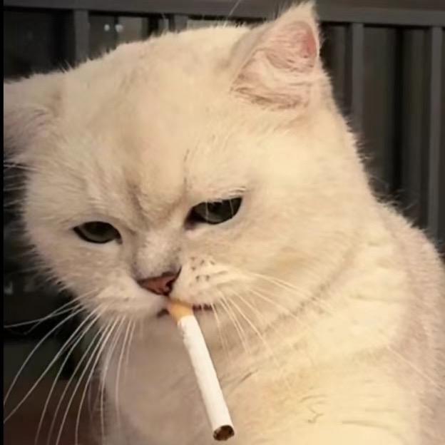 凉笙莫得凉