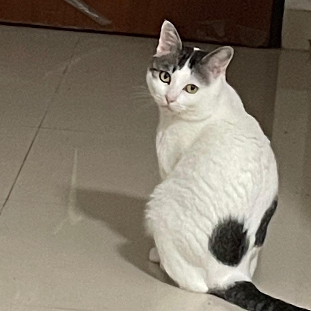 过期的糖-