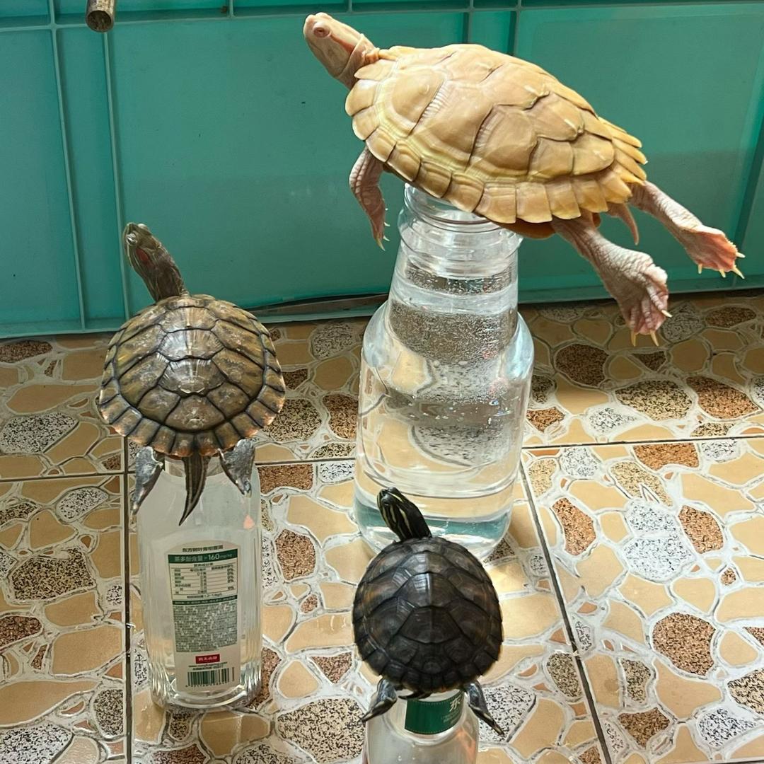 捣蛋🐢（互关版）