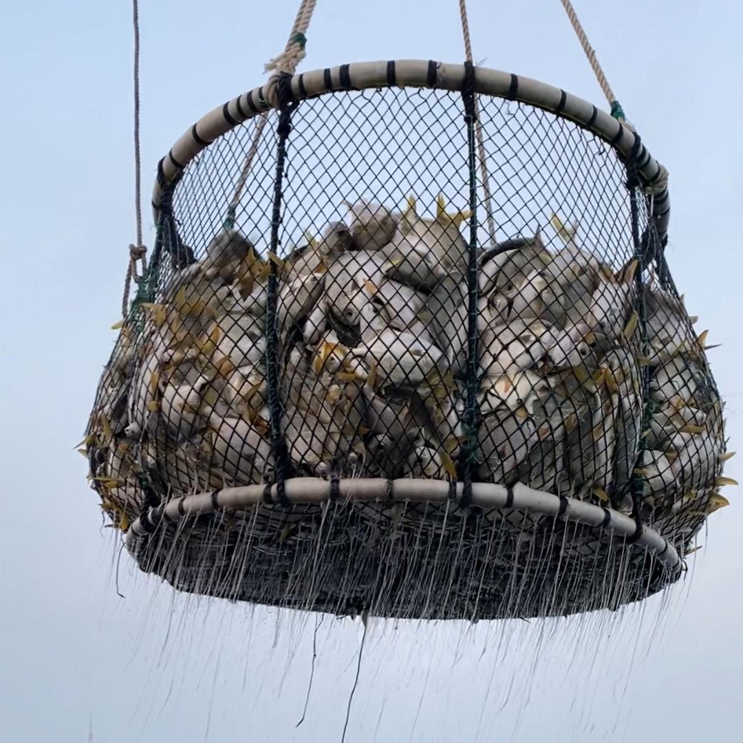 安禾海鲜供应链