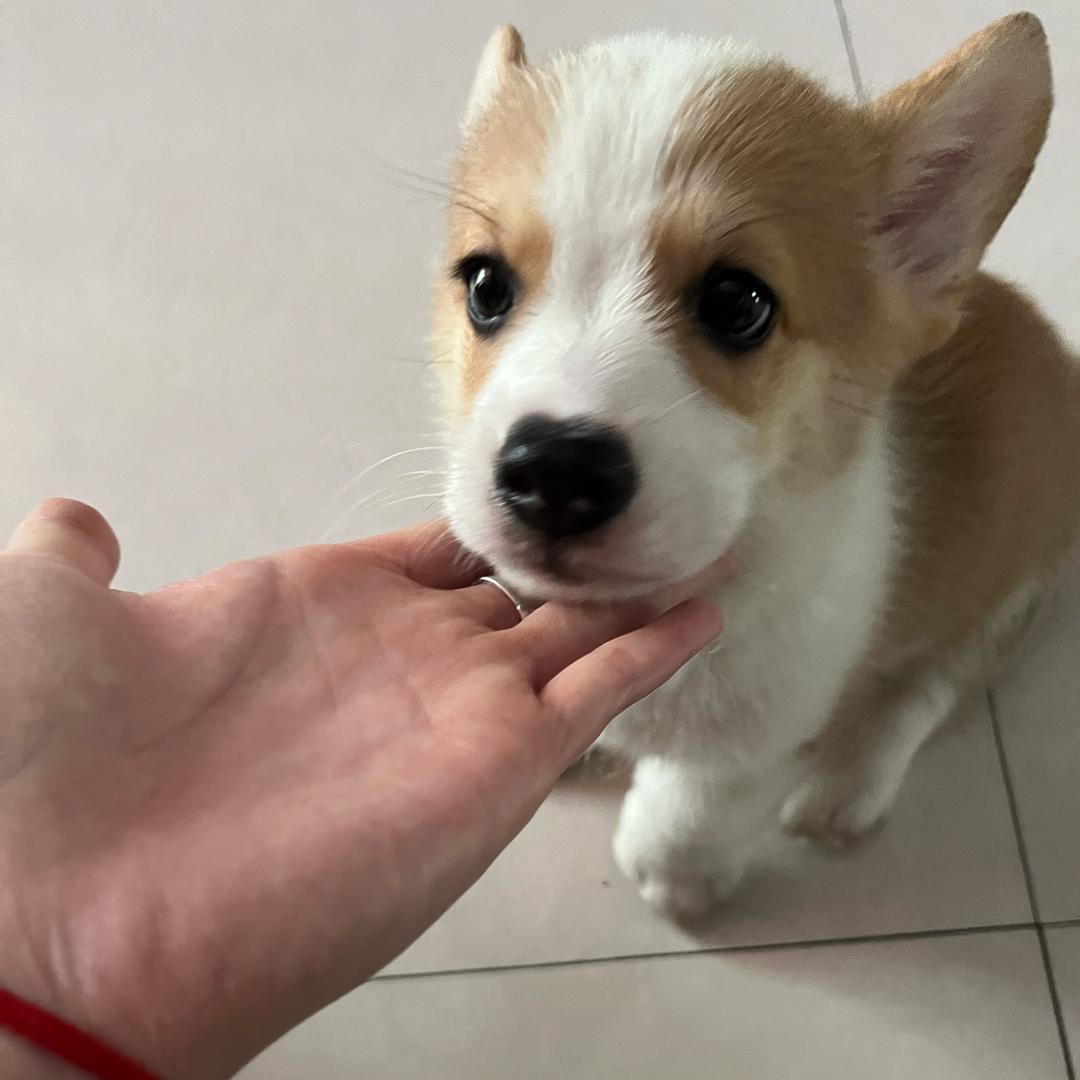 扑通忍
