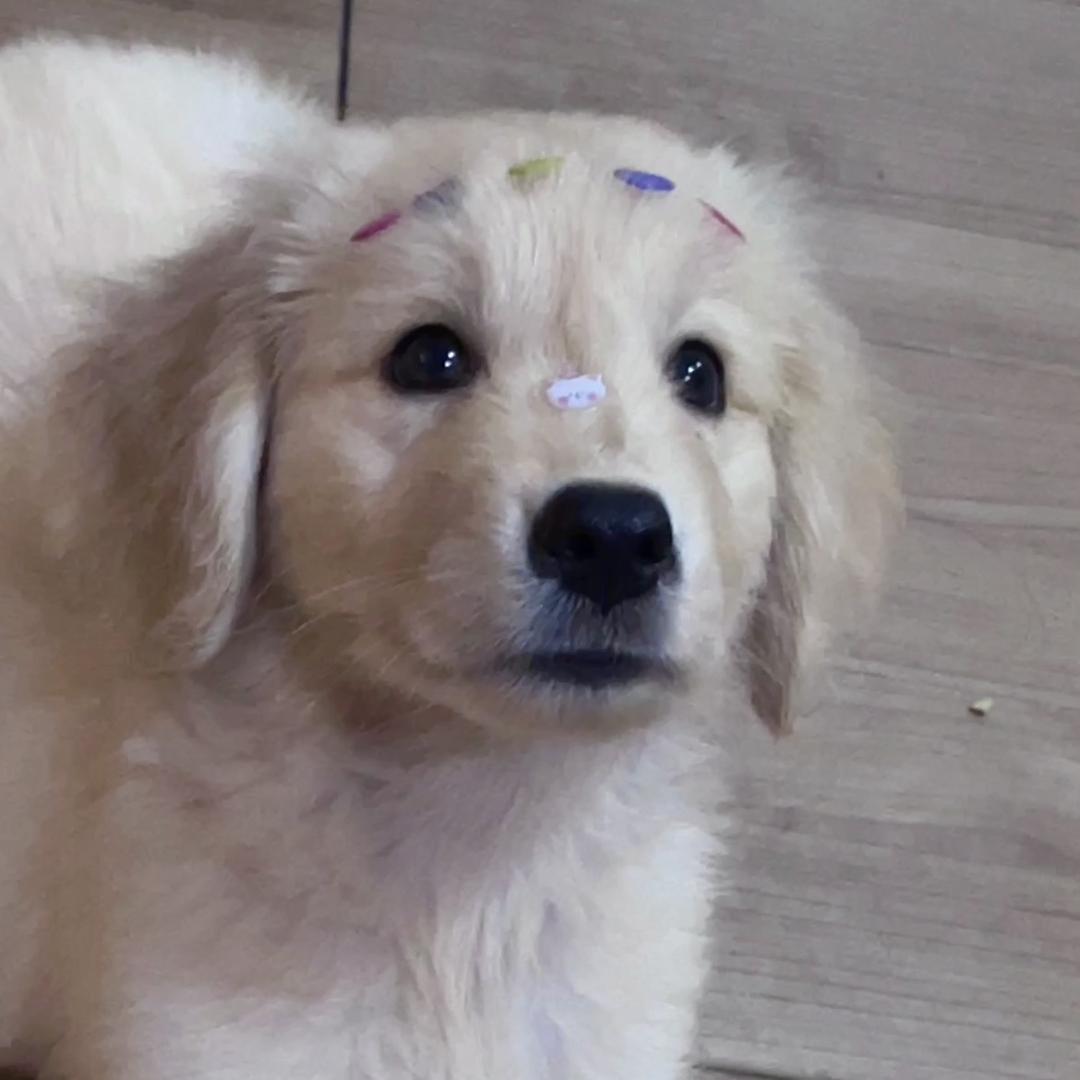 呆呆🐶