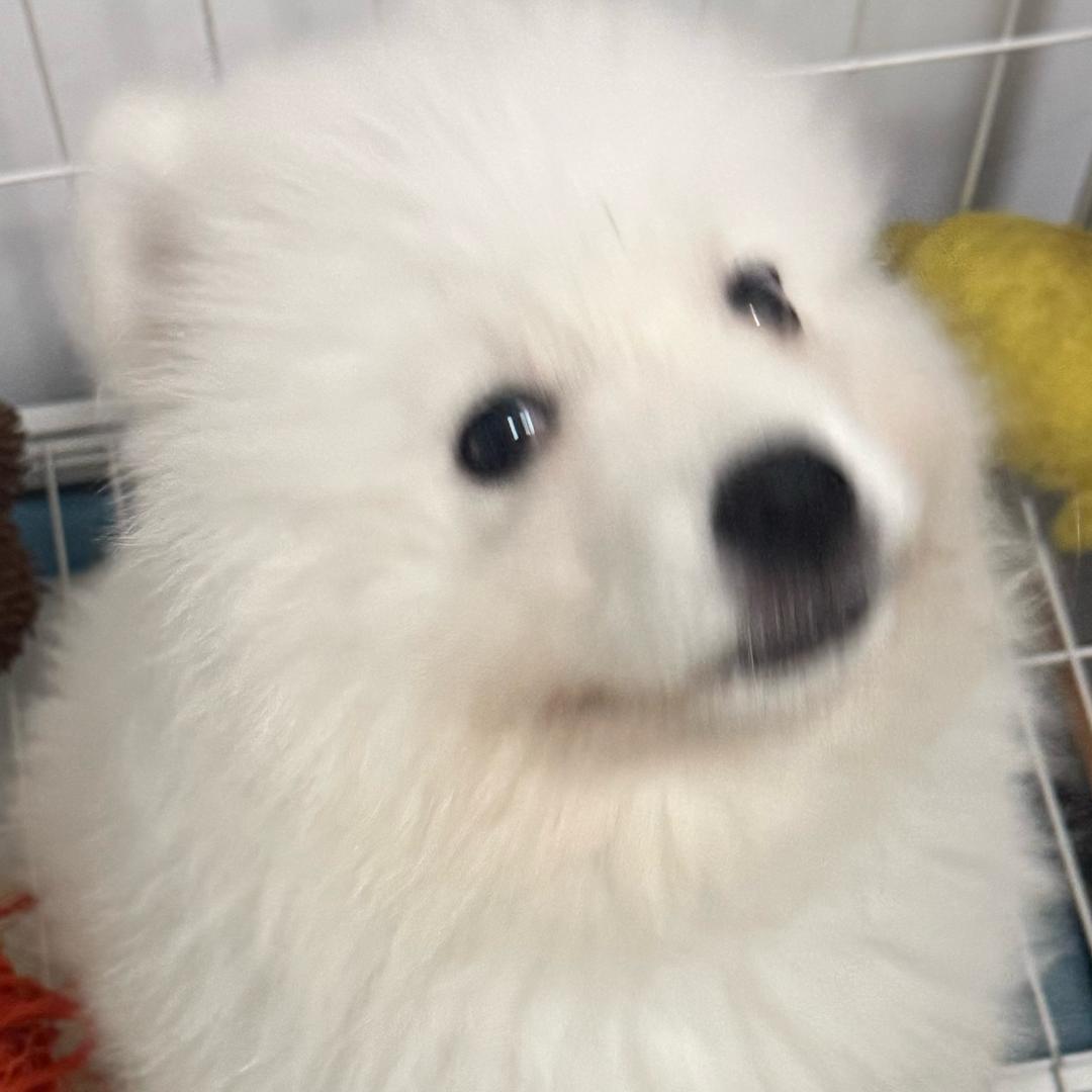 Ö耶