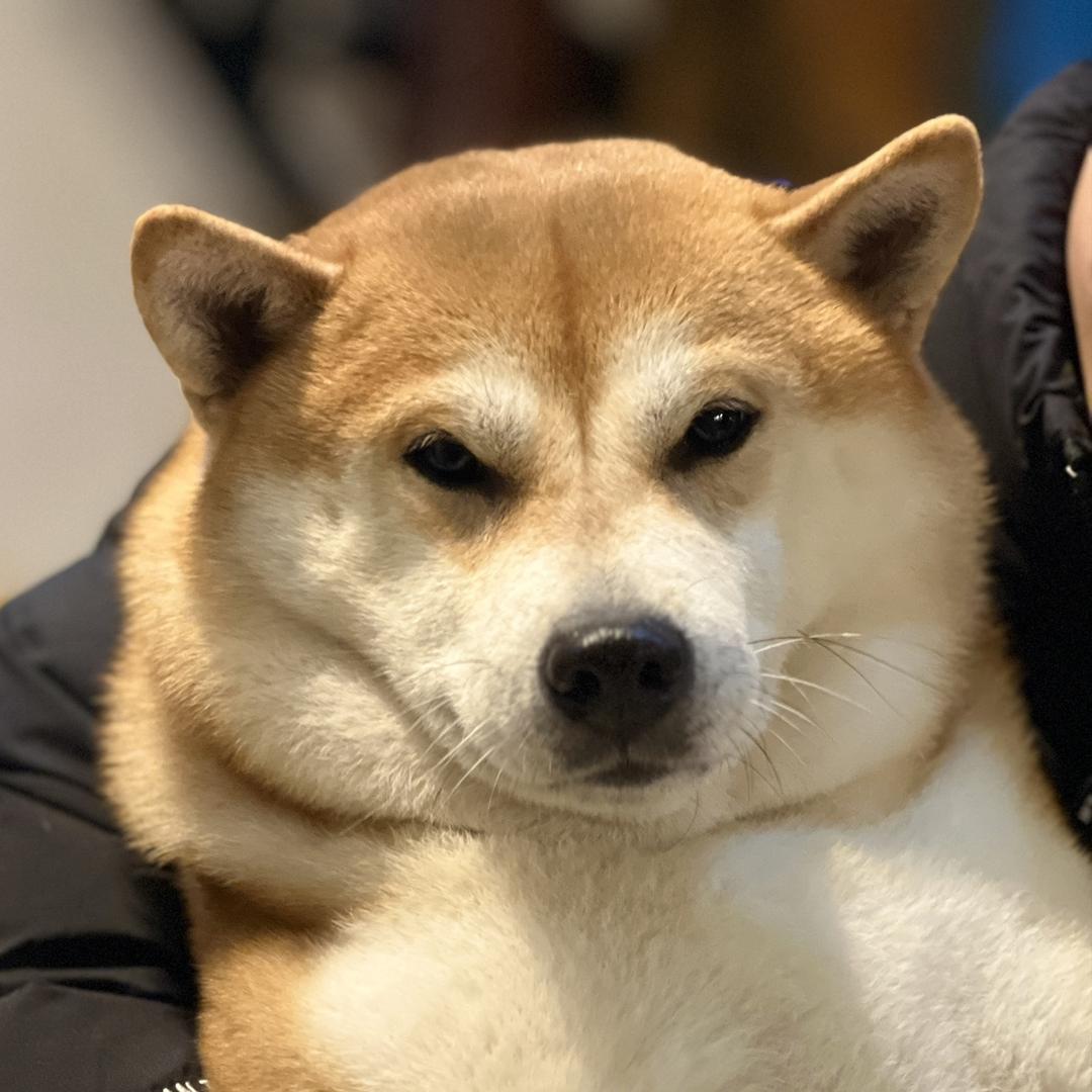 柴犬墩墩与多多🥳