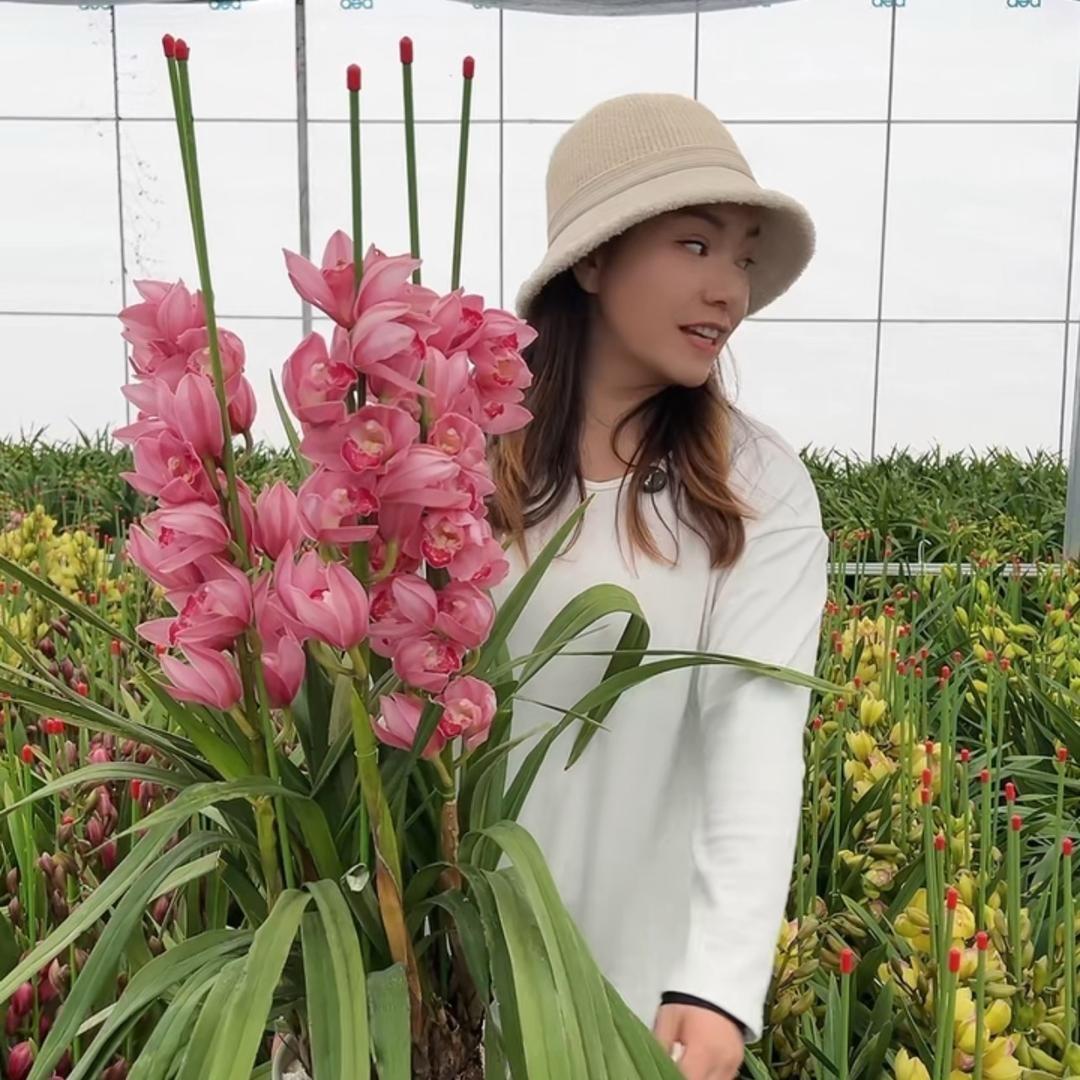 桃子家花园