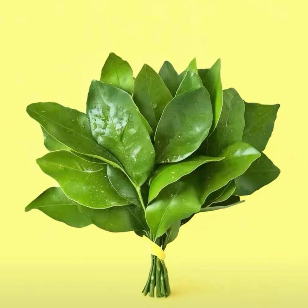 馨彤-自律版（已减21斤）