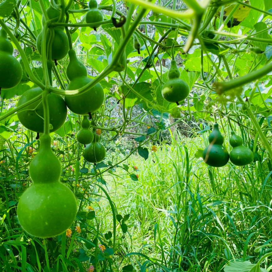 彩云鸿福葫音乐器制造