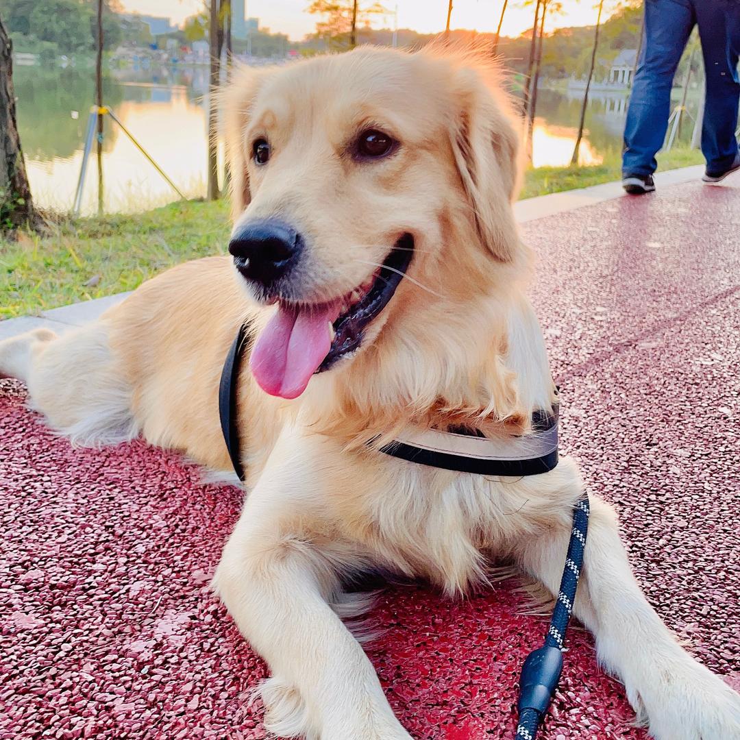 胖狗狗