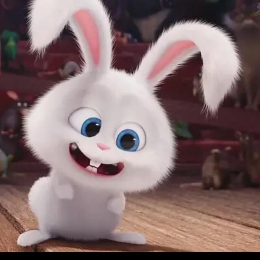 兔子🐰
