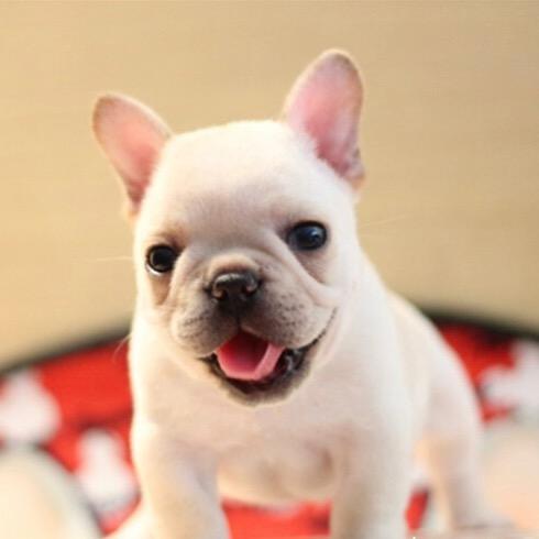 小犬严选