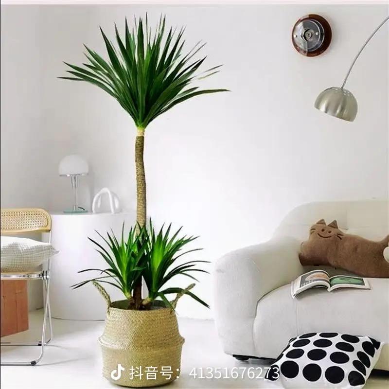 植屿你绿植基地