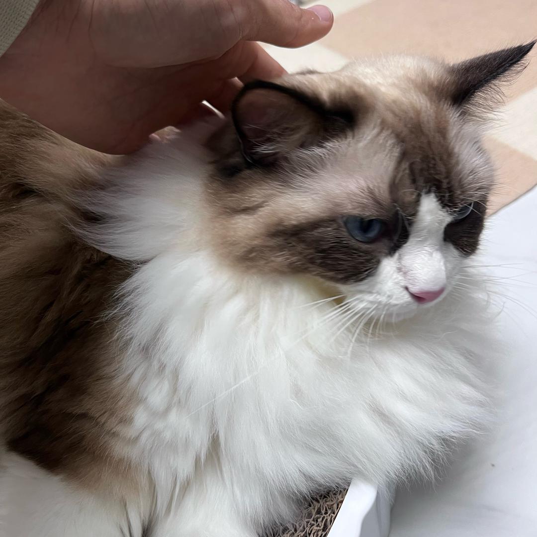 抽的什么风