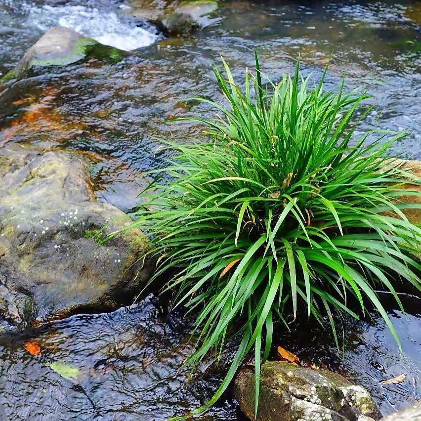 花草源头铺