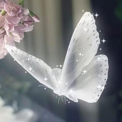 🕊️初甜🕊️