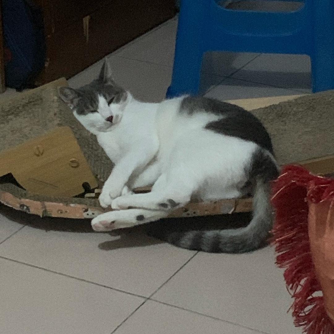 鱼羊