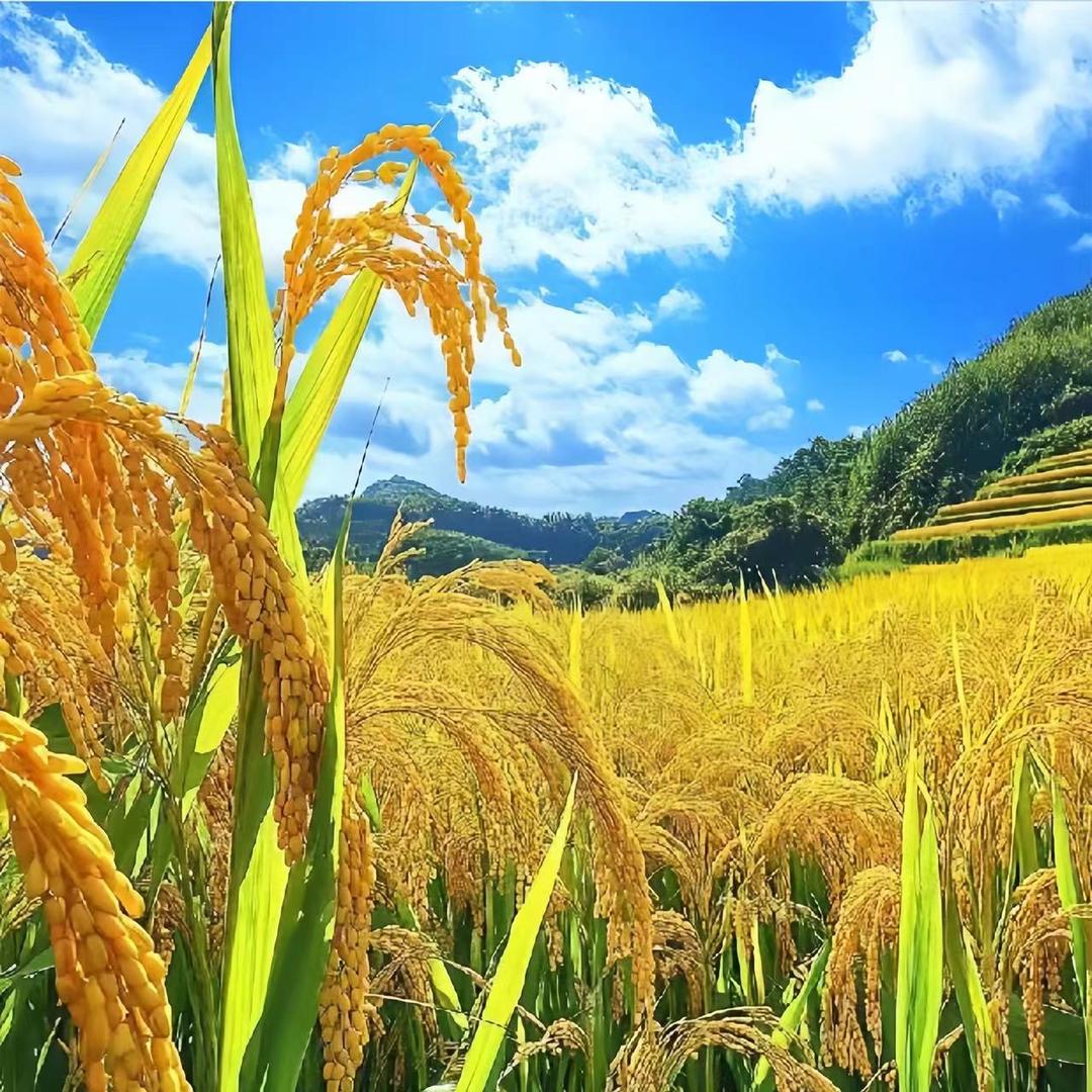 植觉生态苗晓說