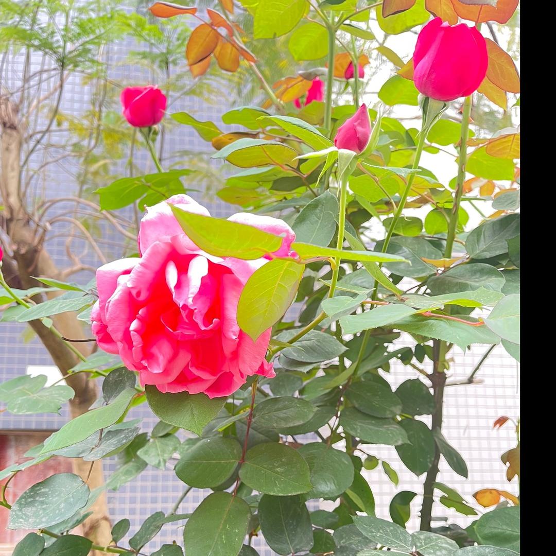 罗芳芳