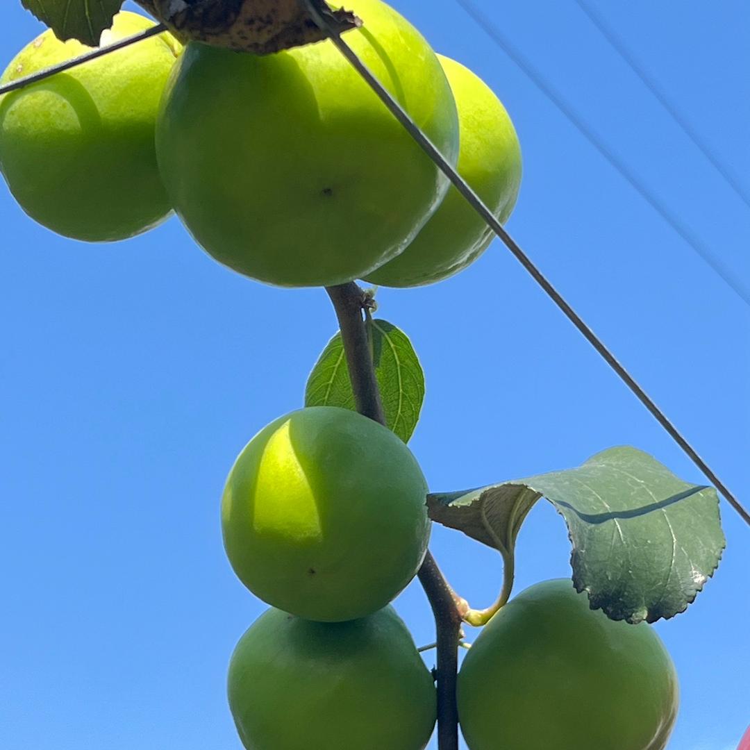 二月的小苹果