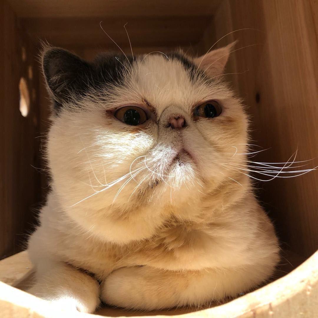 可喜可乐