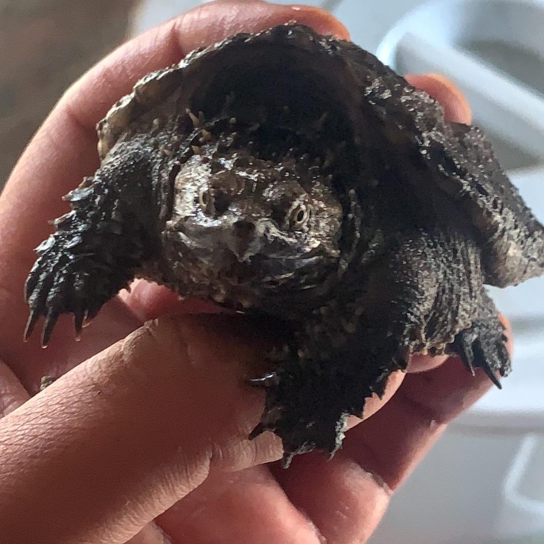 老陆家的原种佛鳄龟嘻哈佛鳄