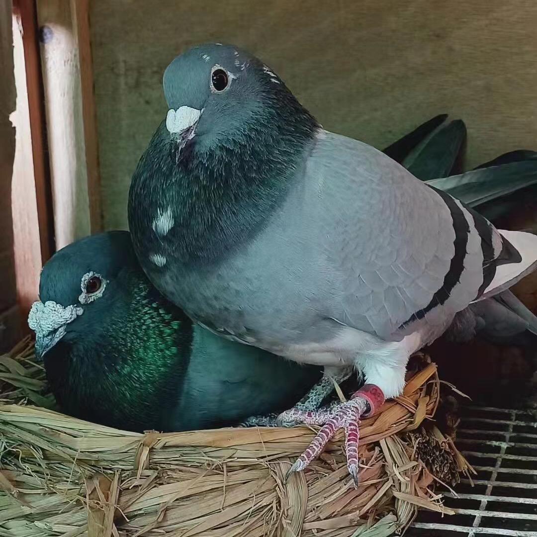 阿达赛鸽部落