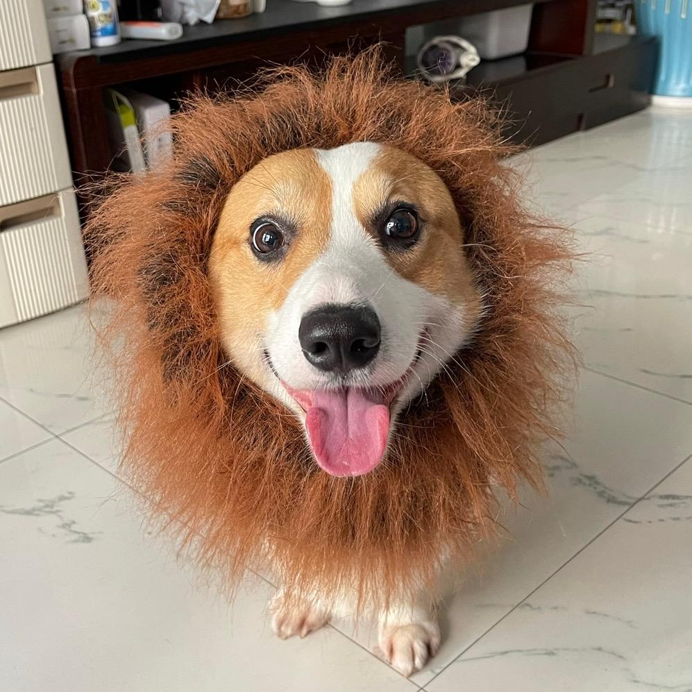 摇头晃脑的莱维