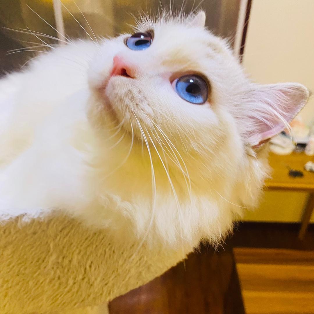 阿肖的猫。