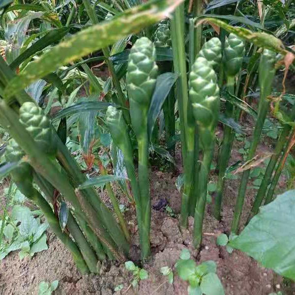 饮水思源（姜皇后）