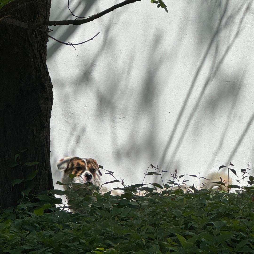 我不会写怡情诗