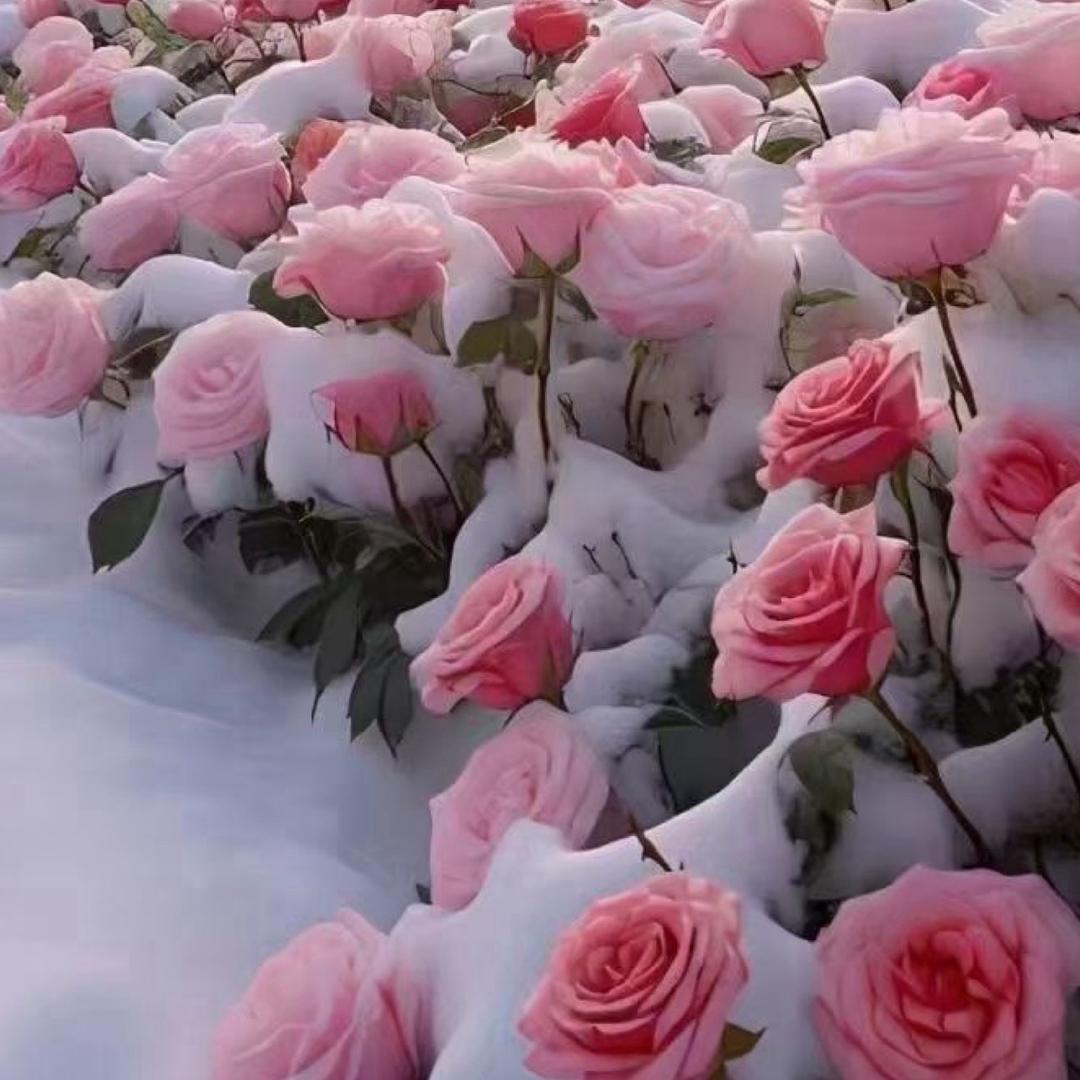 四叶草🍀🍀🍀