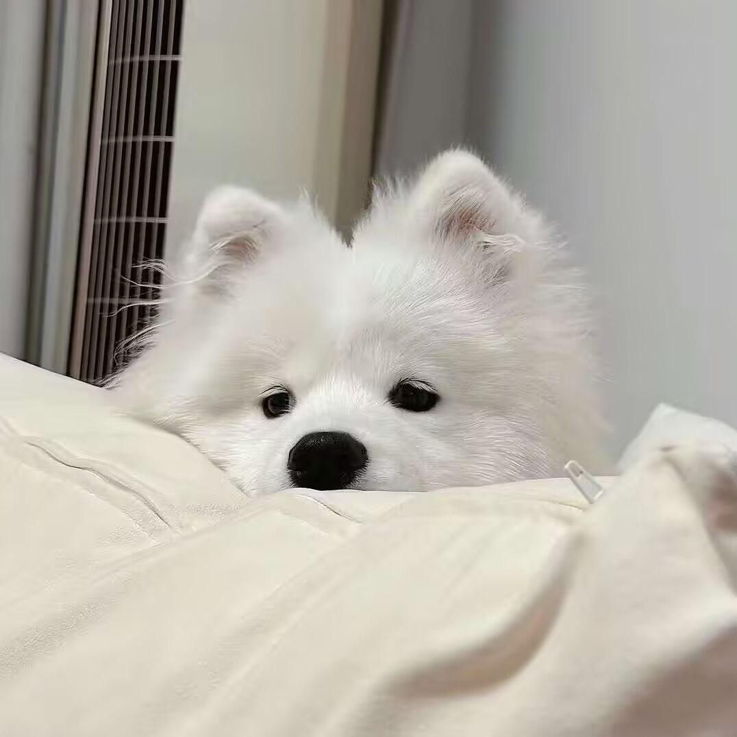 茉莉波波脆雪顶